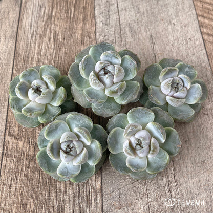 ＊新入荷＊　リラシナ ×アルビカンス（チャンヒー農園苗）