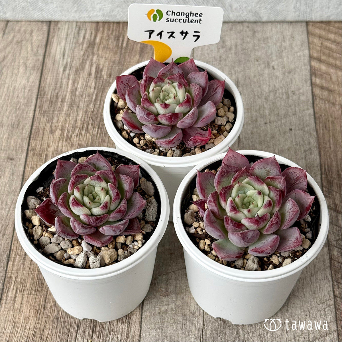 アイスサラ（チャンヒー農園）【tawawaハウス苗】 – 多肉植物の通販