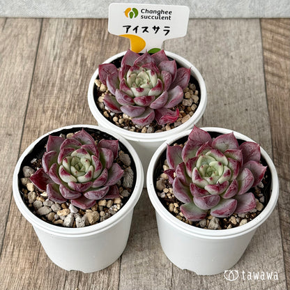 New Arrivals: Ice Green