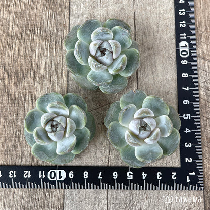 ＊新入荷＊　リラシナ ×アルビカンス（チャンヒー農園苗）