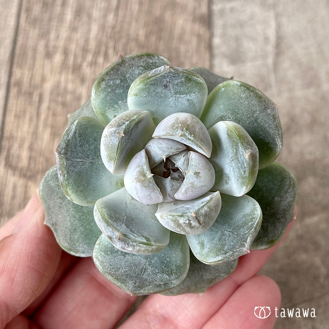 New Arrivals: Ice Green