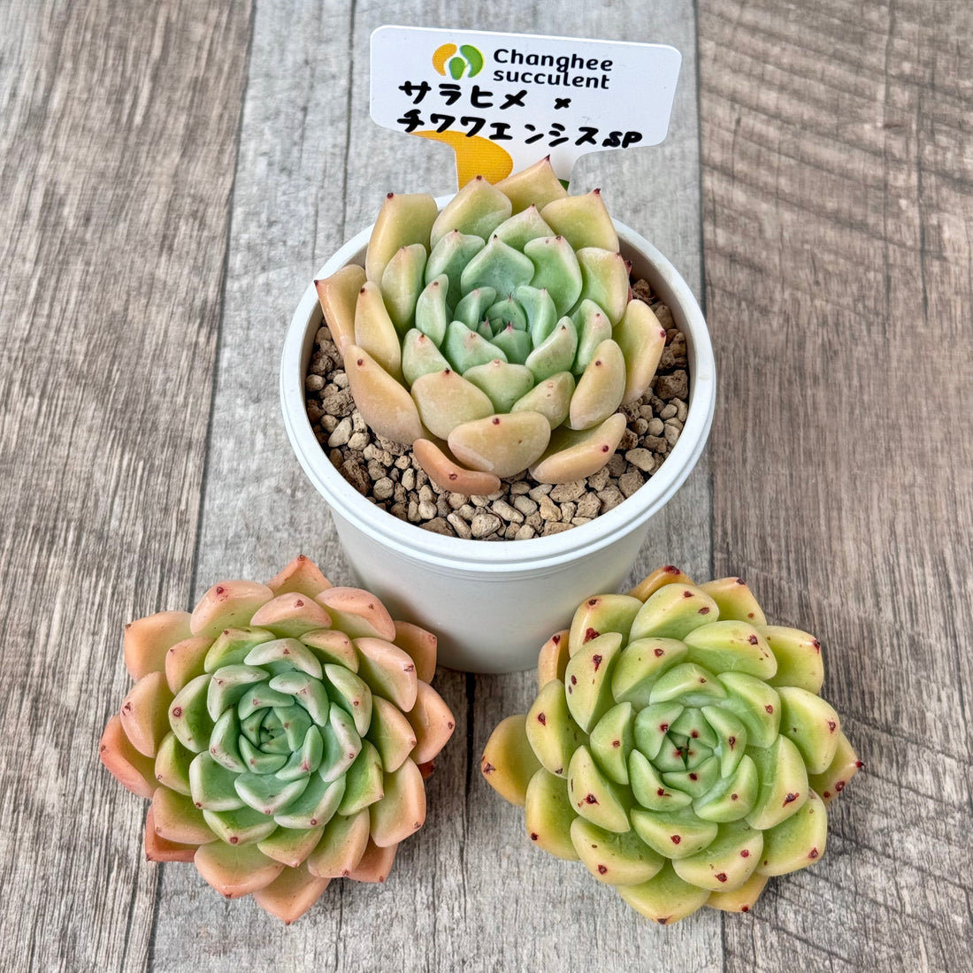 ＊新入荷＊　サラヒメ×チワワエンシスsp【イエロータイプ】（チャンヒー農園苗）