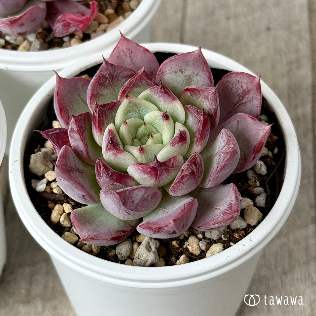 New Arrivals: Ice Green