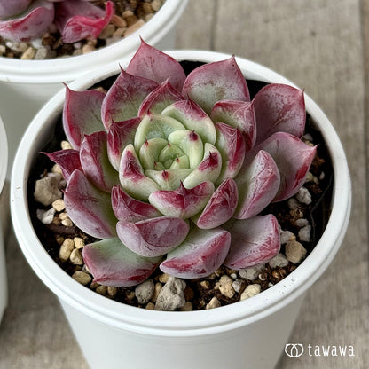 New Arrivals: Ice Green