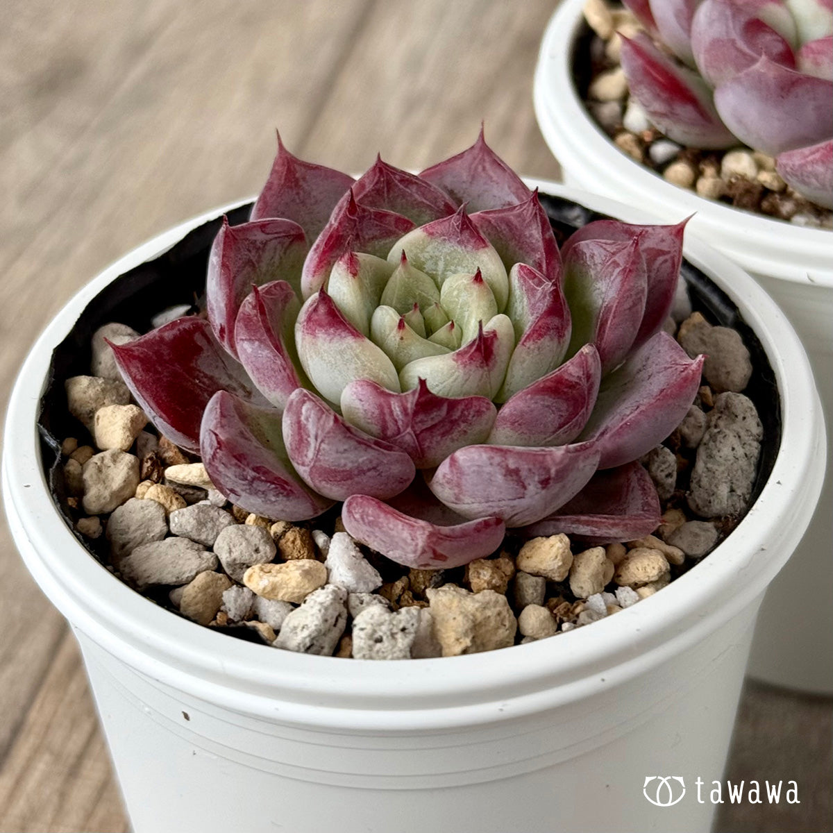 アイスサラ（チャンヒー農園）【tawawaハウス苗】 – 多肉植物の通販