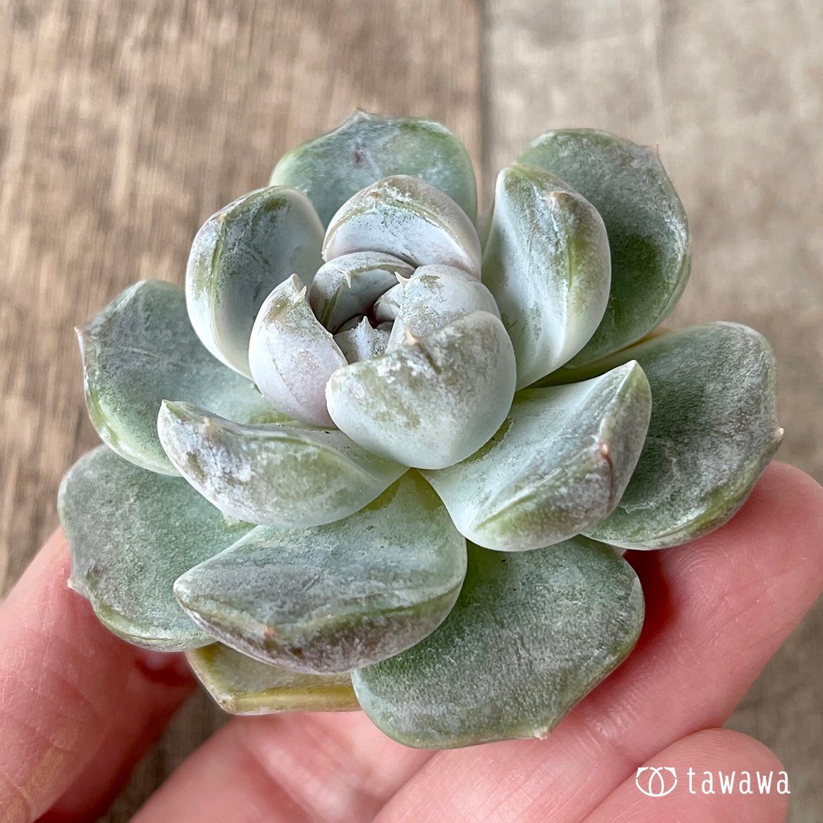 ＊新入荷＊　リラシナ ×アルビカンス（チャンヒー農園苗）