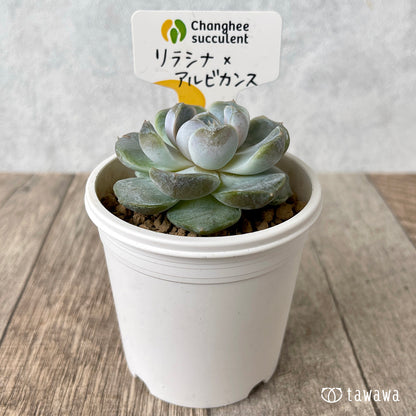 ＊新入荷＊　リラシナ ×アルビカンス（チャンヒー農園苗）
