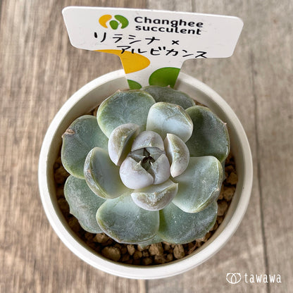 ＊新入荷＊　リラシナ ×アルビカンス（チャンヒー農園苗）