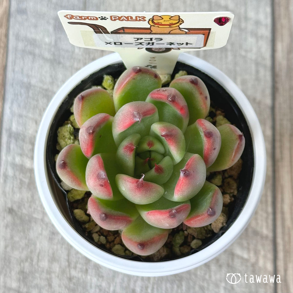 [Farm Paruku Seedling] Agora x Rose Garnet