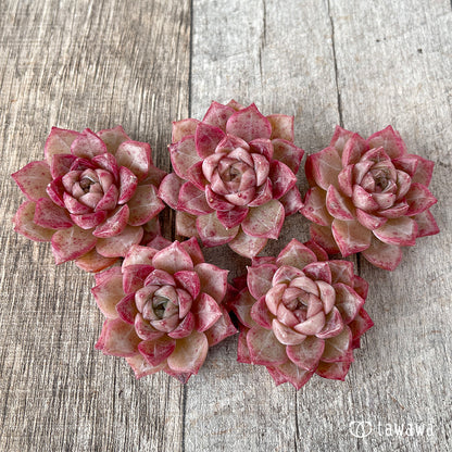 ＊新入荷＊　ルミニ ver.2（チャンヒー農園苗）