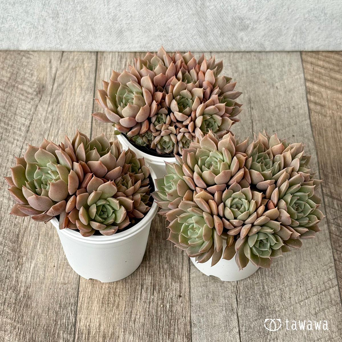 名前のない葉挿し苗④【tawawaハウス苗】