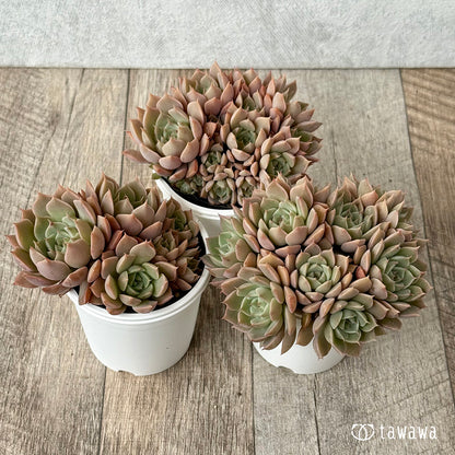 名前のない葉挿し苗④【tawawaハウス苗】