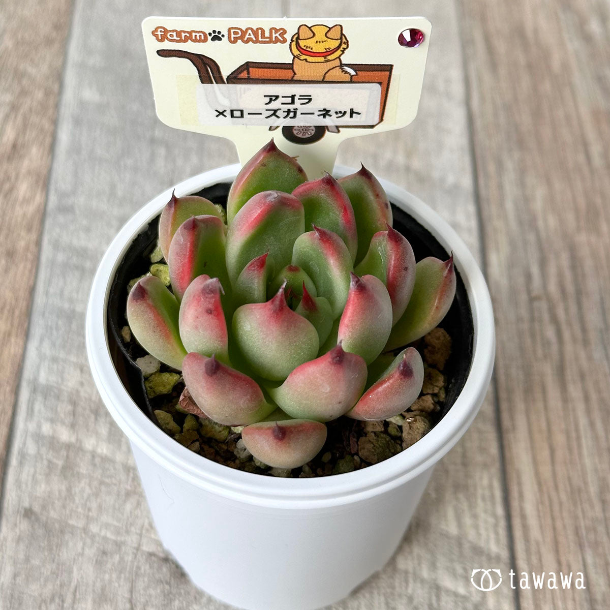 [Farm Paruku Seedling] Agora x Rose Garnet