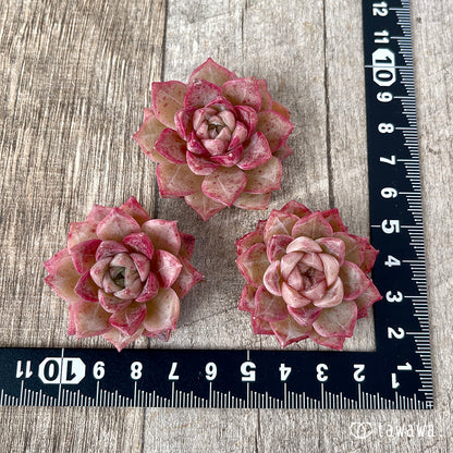 ＊新入荷＊　ルミニ ver.2（チャンヒー農園苗）