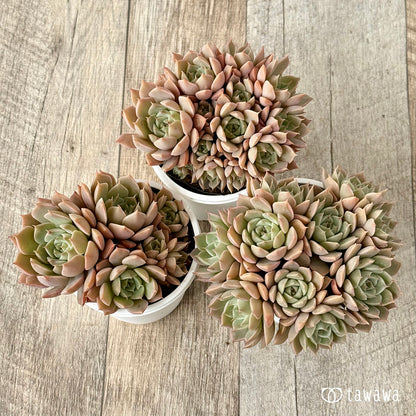 名前のない葉挿し苗④【tawawaハウス苗】