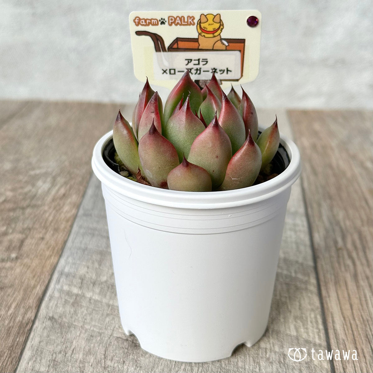 [Farm Paruku Seedling] Agora x Rose Garnet