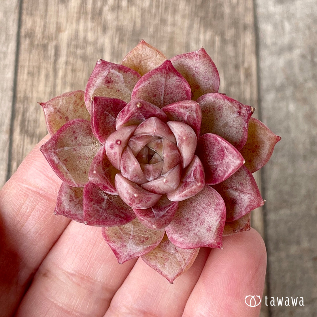 New Arrivals: Ice Green