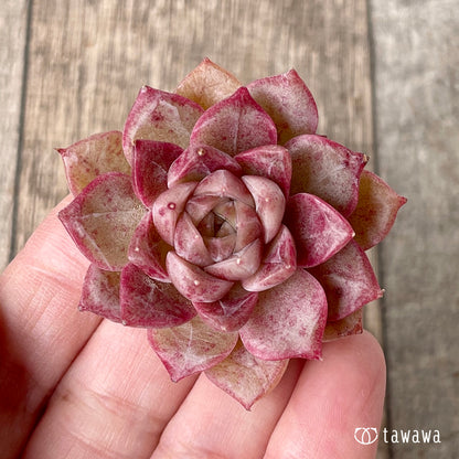 ＊新入荷＊　ルミニ ver.2（チャンヒー農園苗）