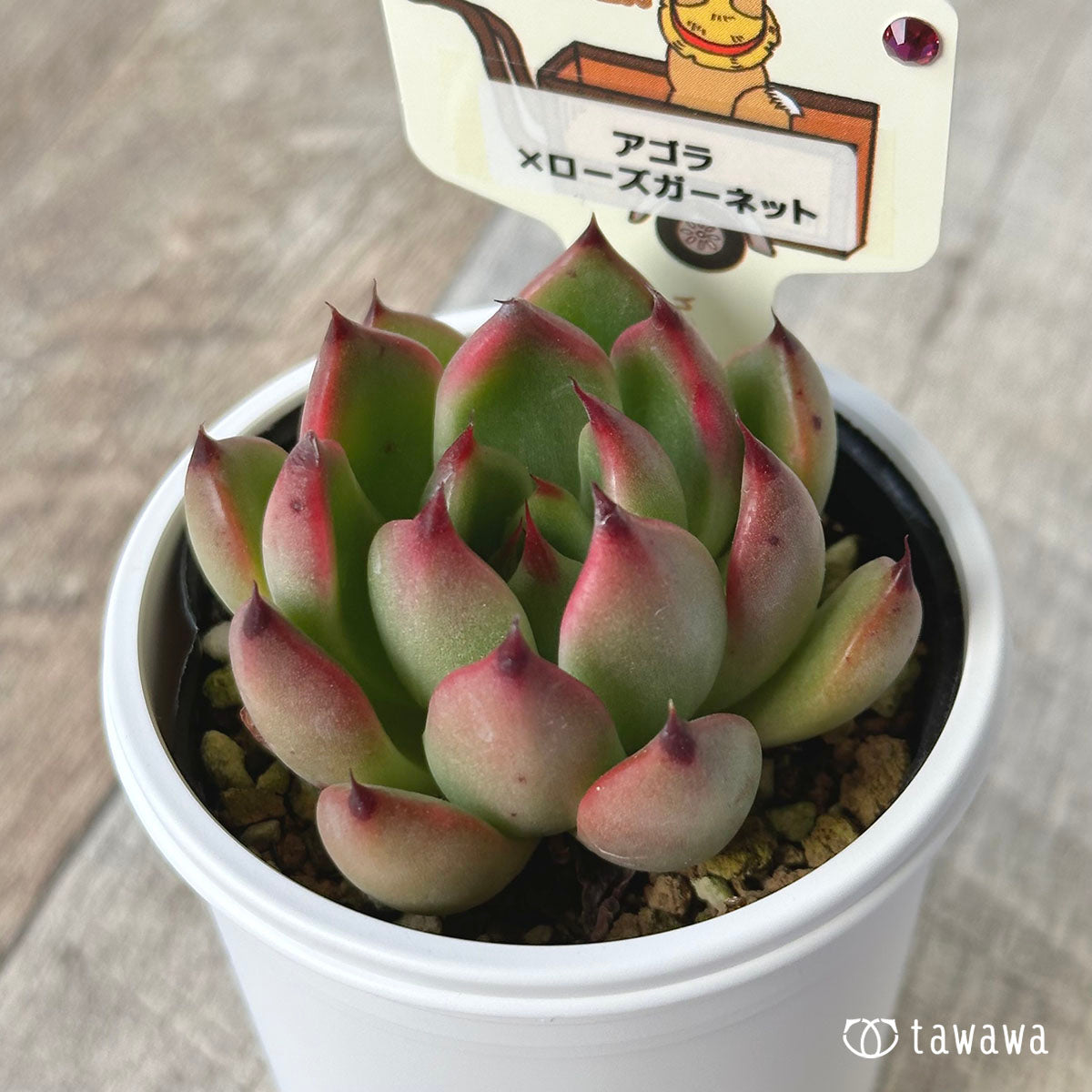[Farm Paruku Seedling] Agora x Rose Garnet