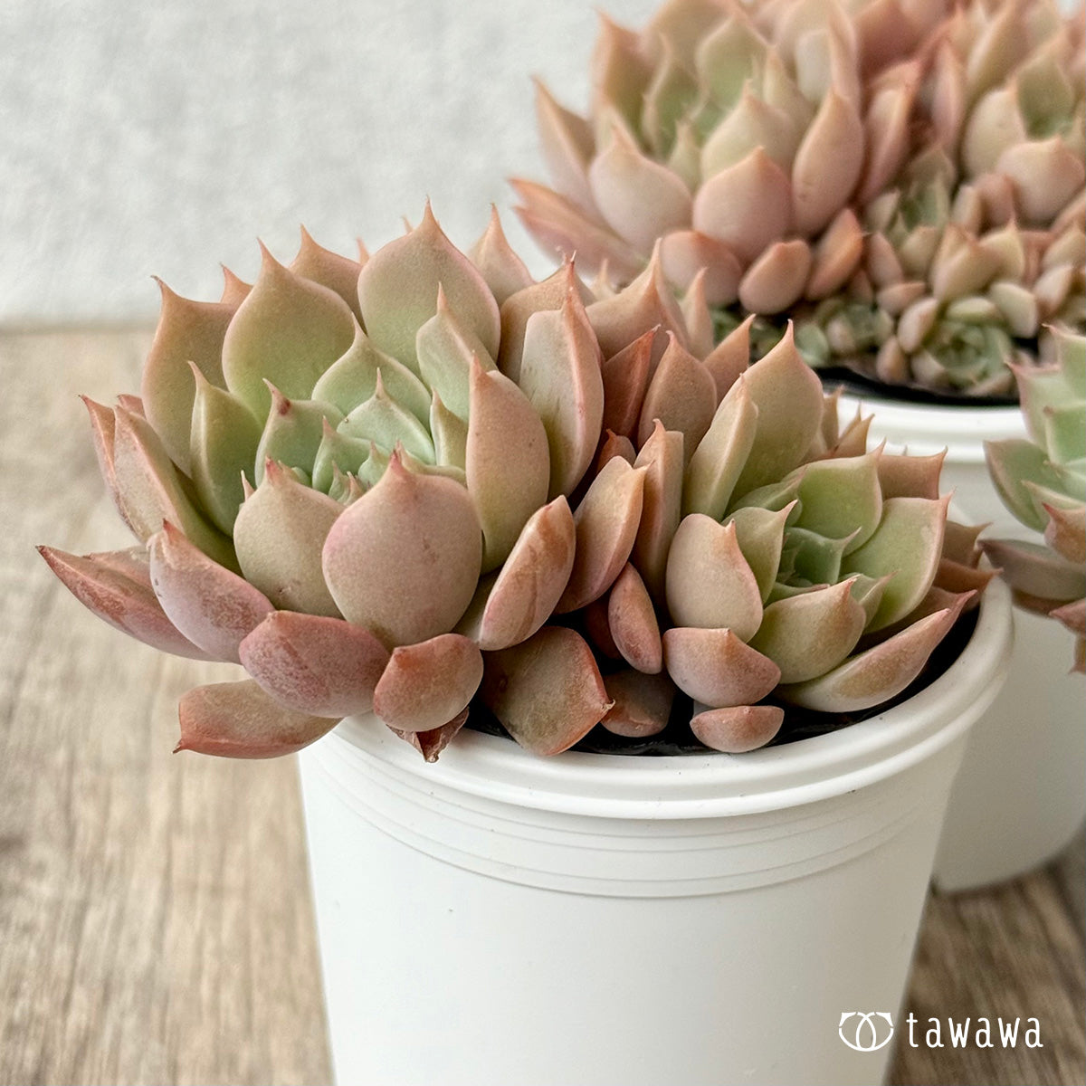 名前のない葉挿し苗④【tawawaハウス苗】