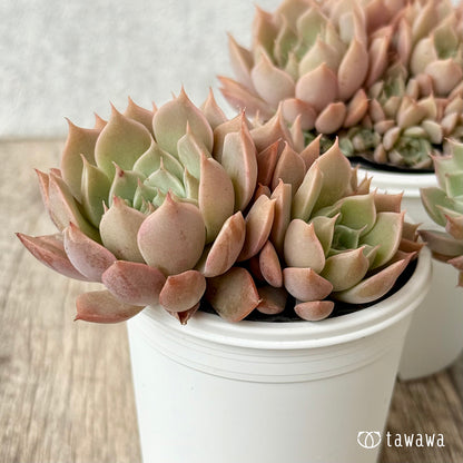 名前のない葉挿し苗④【tawawaハウス苗】