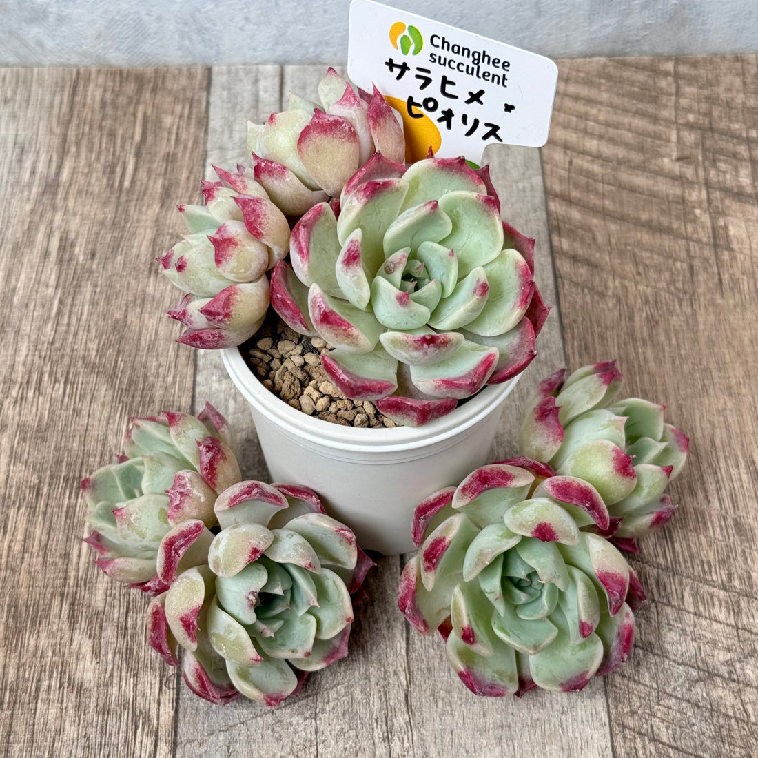 サラヒメ×ピオリス【多頭苗】(チャンヒー農園苗)