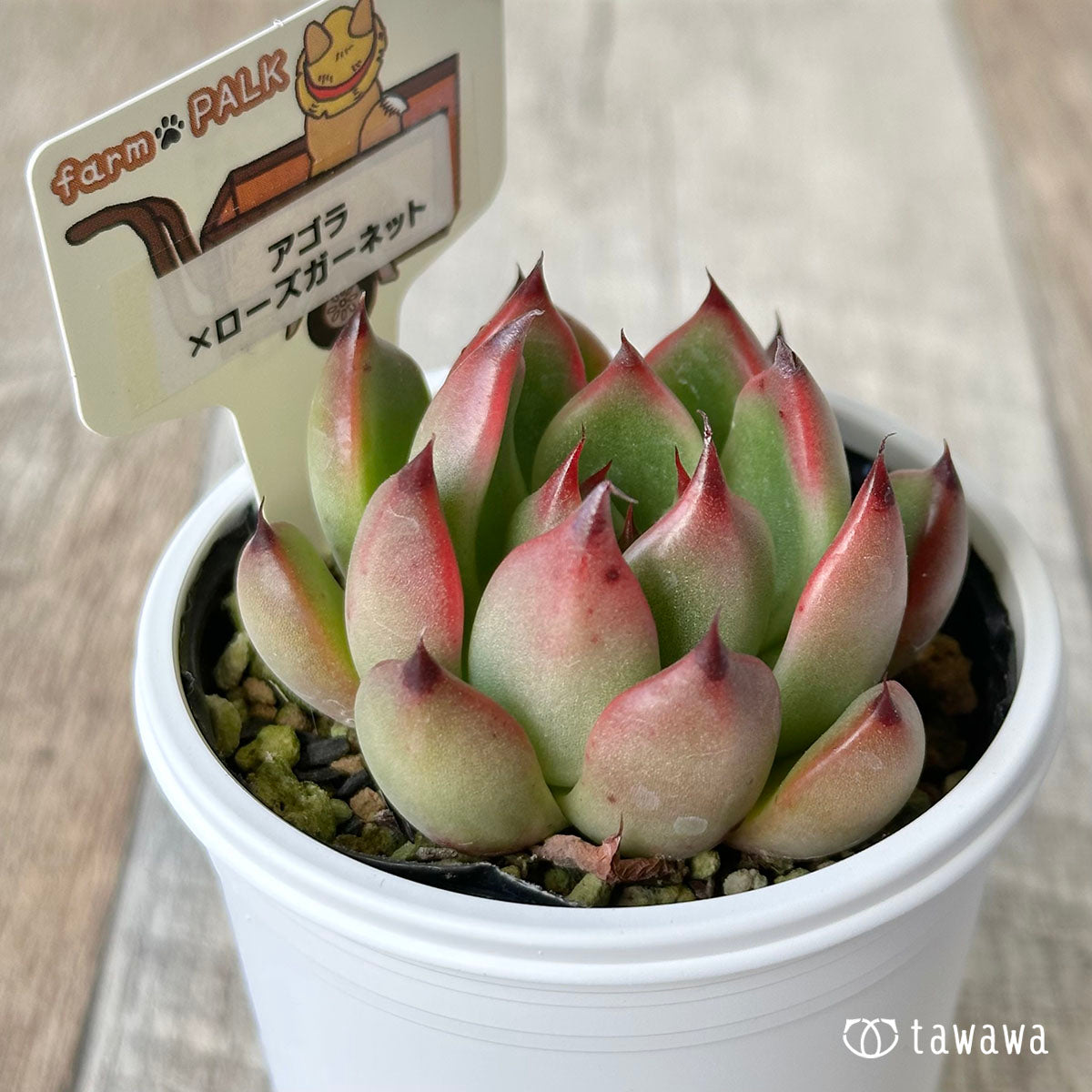 [Farm Paruku Seedling] Agora x Rose Garnet