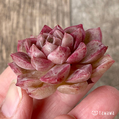 ＊新入荷＊　ルミニ ver.2（チャンヒー農園苗）