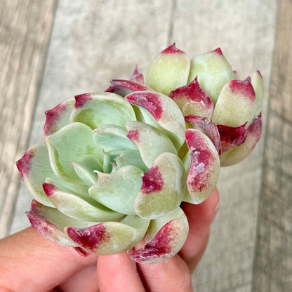 ＊新入荷＊　サラヒメ×ピオリス【多頭苗】（チャンヒー農園苗）