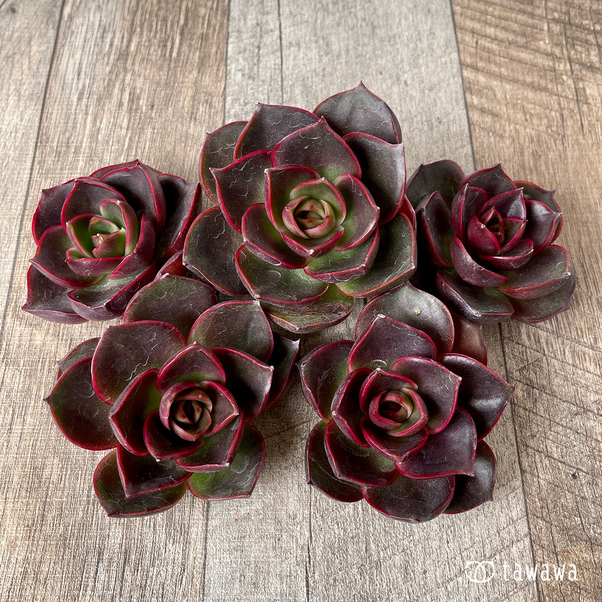 페로몬 (챔피언 모종)