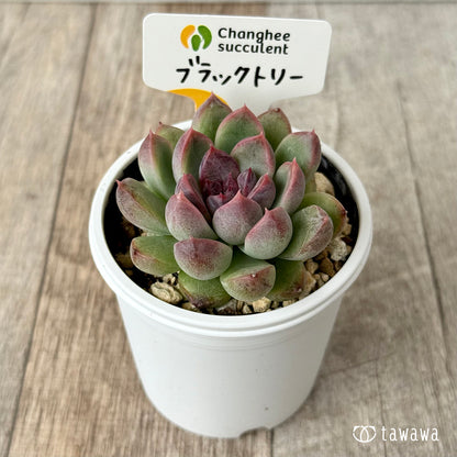 New Arrivals: Ice Green