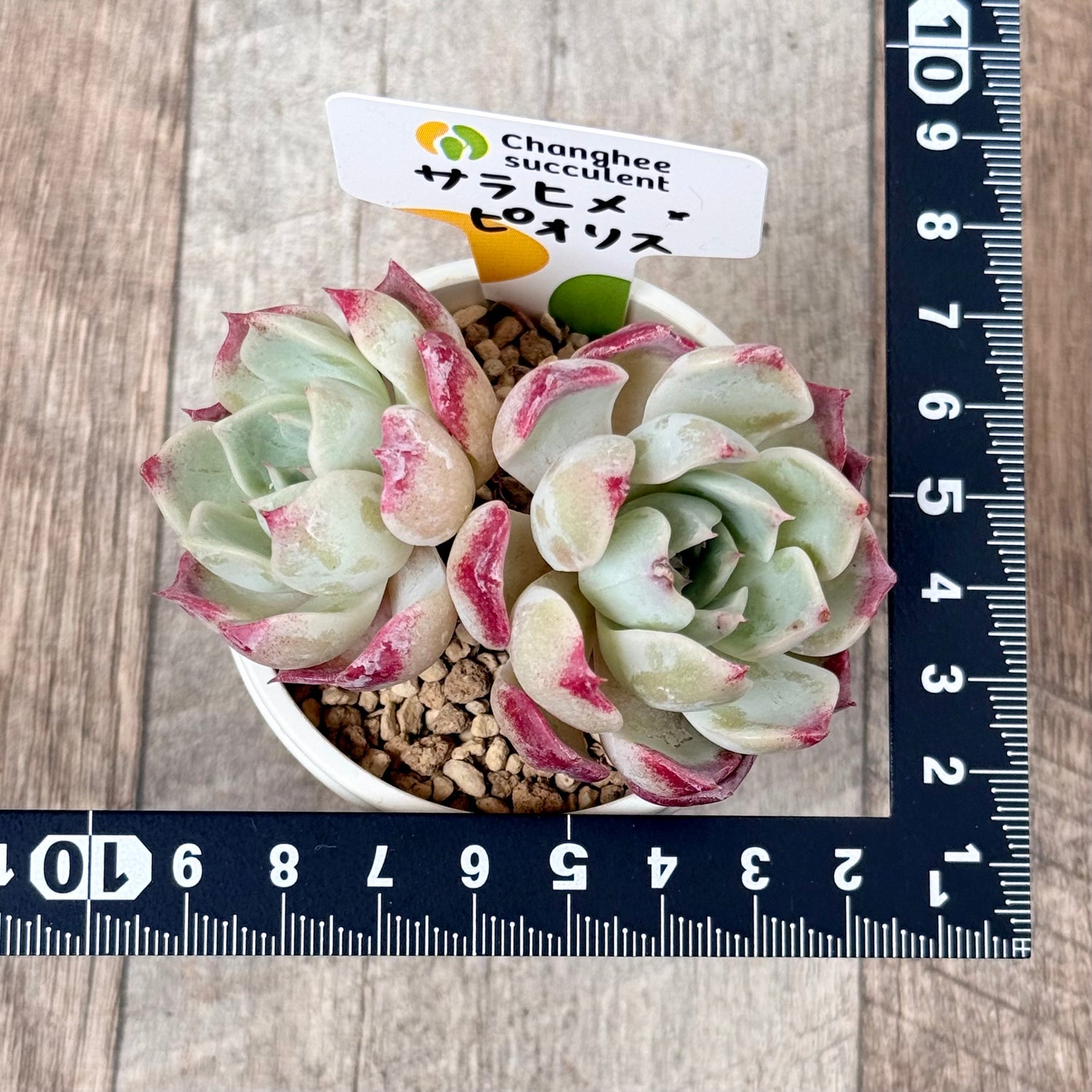 ＊新入荷＊　サラヒメ×ピオリス【多頭苗】（チャンヒー農園苗）