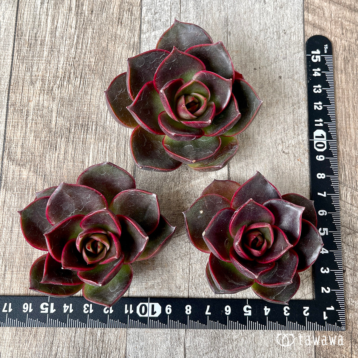 페로몬 (챔피언 모종)