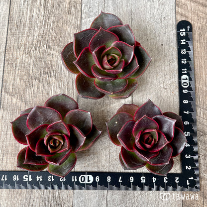 페로몬 (챔피언 모종)