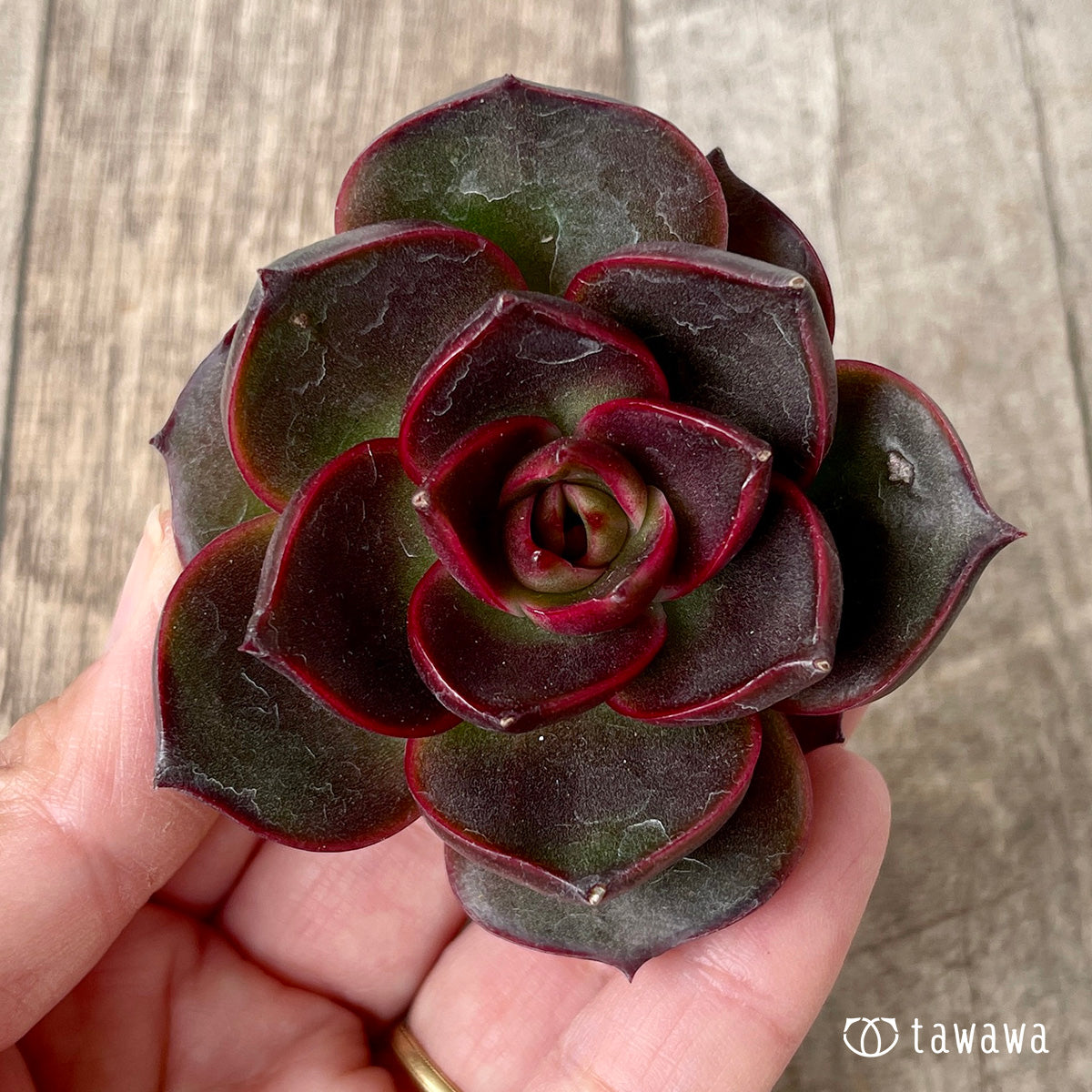 페로몬 (챔피언 모종)