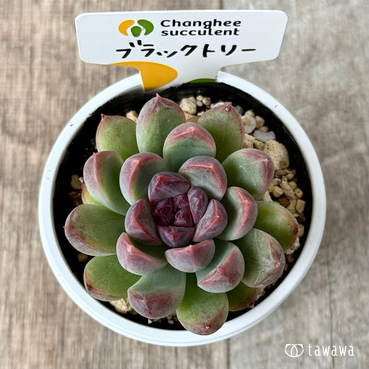 New Arrivals: Ice Green