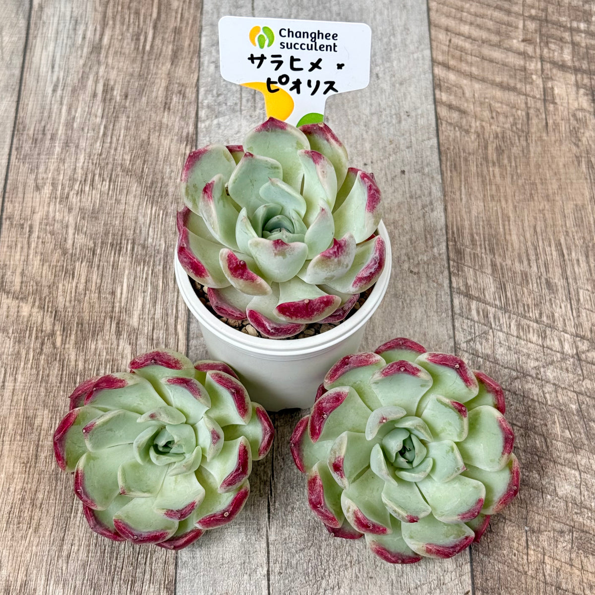 サラヒメ×ピオリス【単頭苗】（チャンヒー農園苗）
