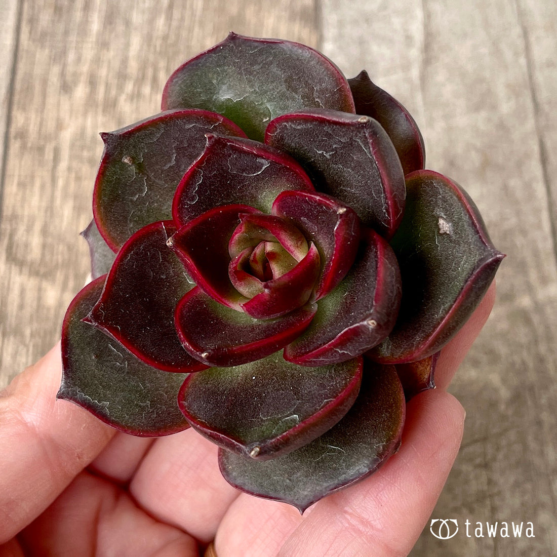 ロンギシマ × ブラックローズ sp【単頭】（チャンヒー農園苗）