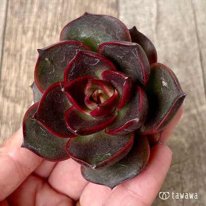 페로몬 (챔피언 모종)