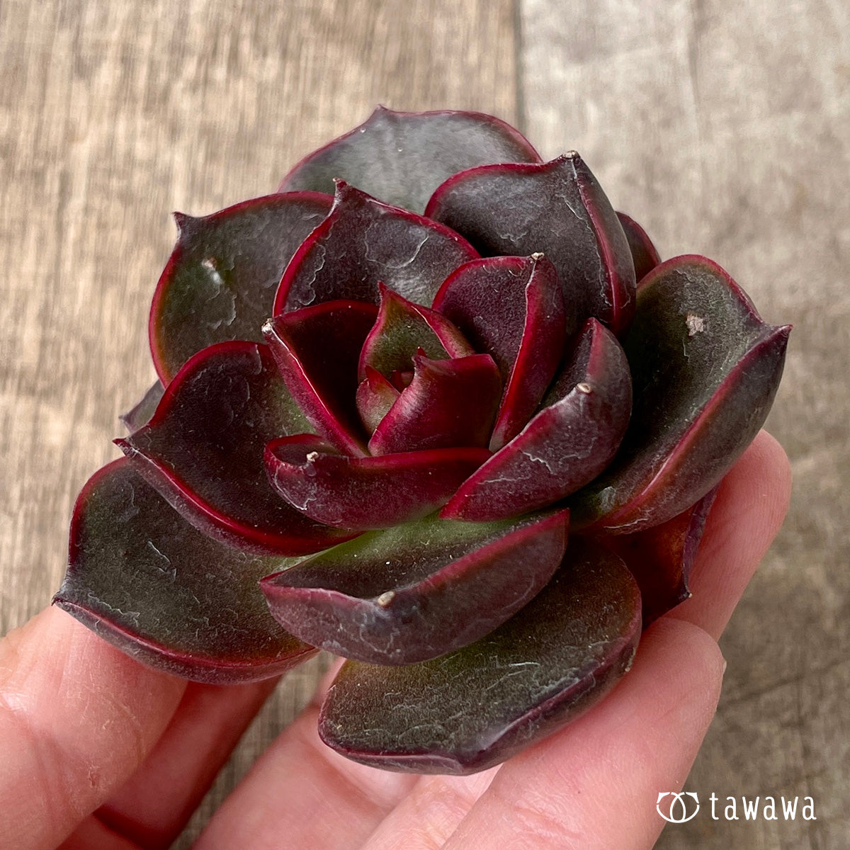 페로몬 (챔피언 모종)