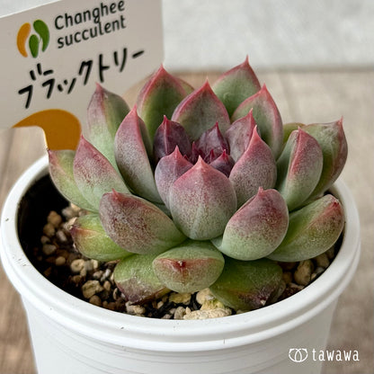 New Arrivals: Ice Green