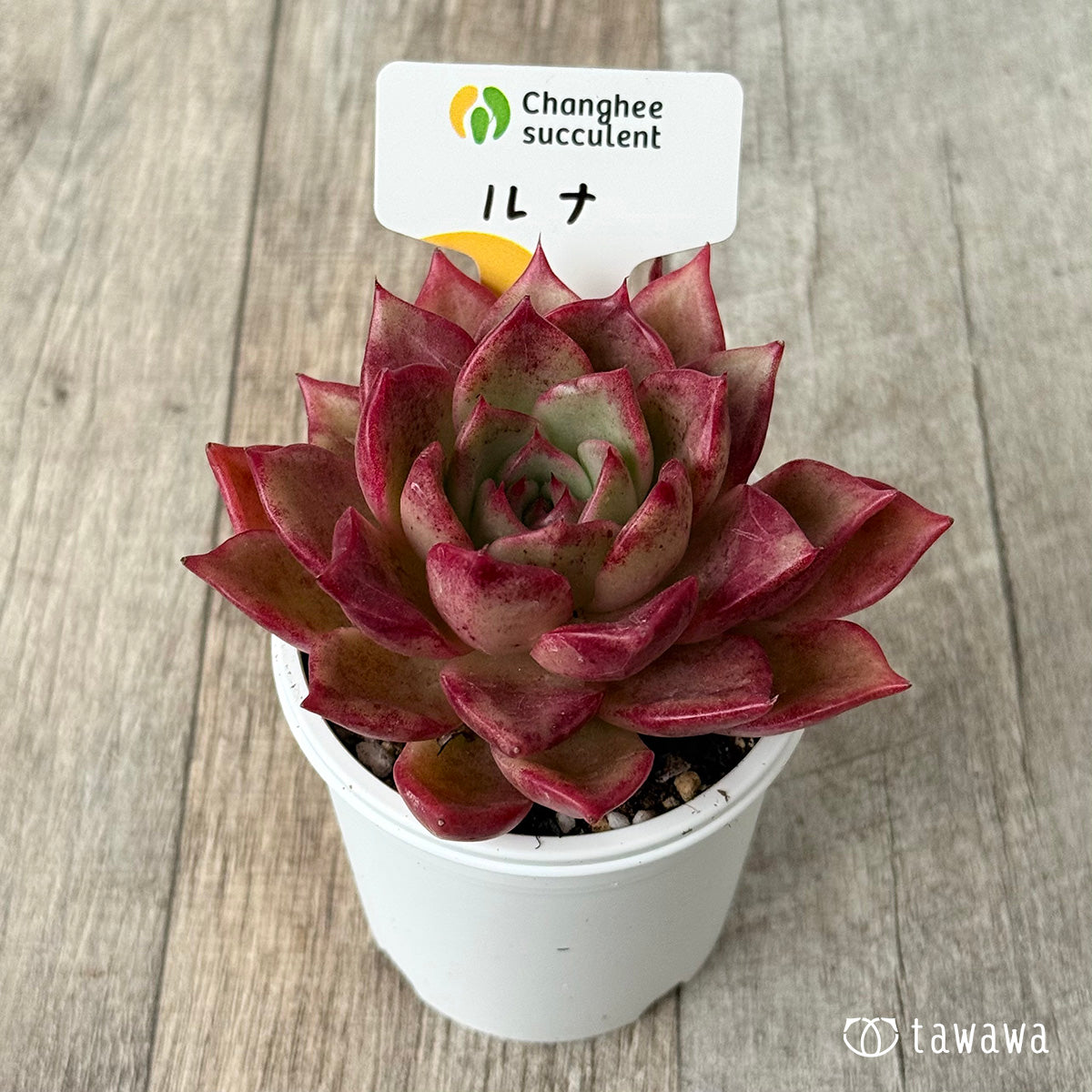 New Arrivals: Ice Green