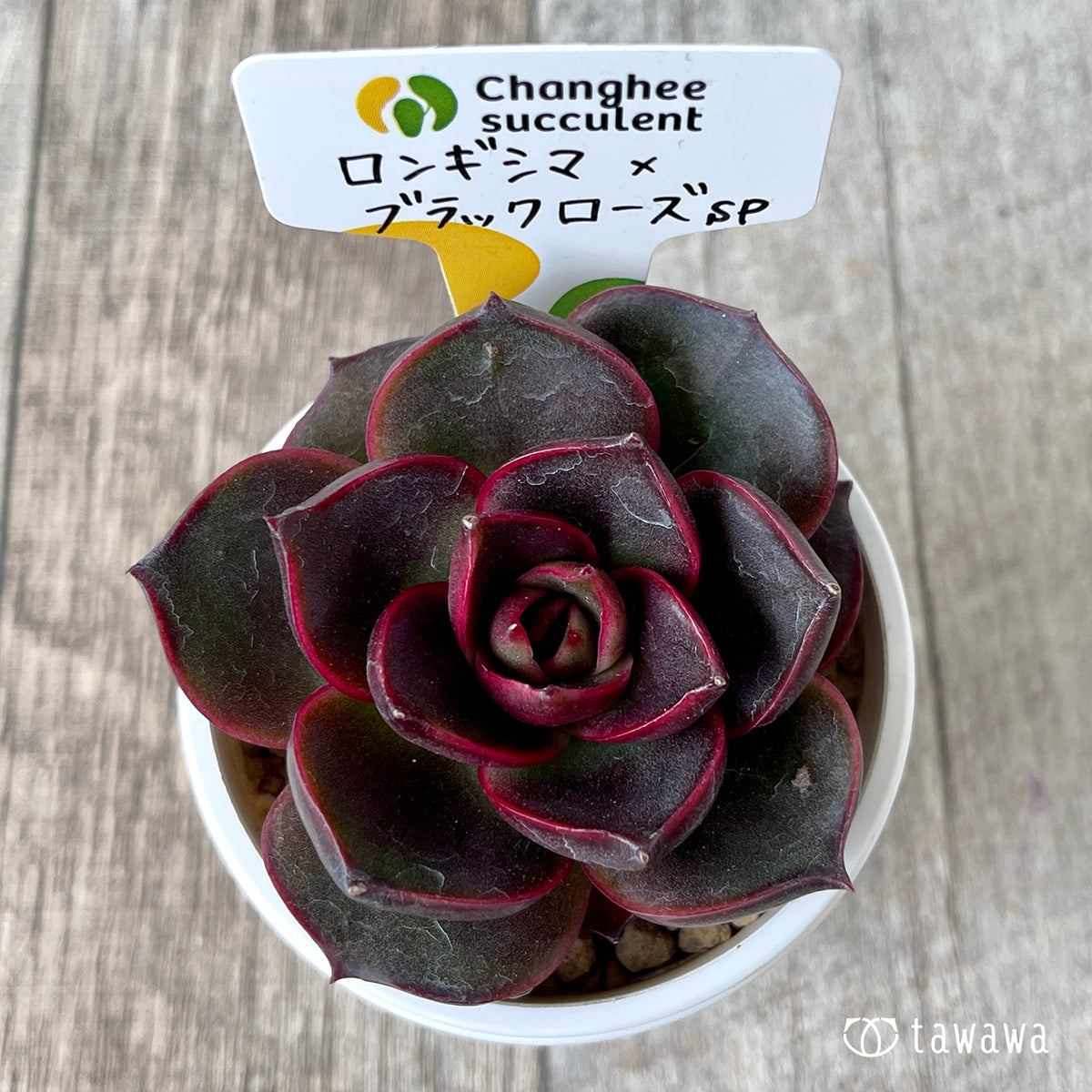 多肉植物 ブラックローズ 6個 多肉植物 ブラックピンク錦 6 - メルカリ