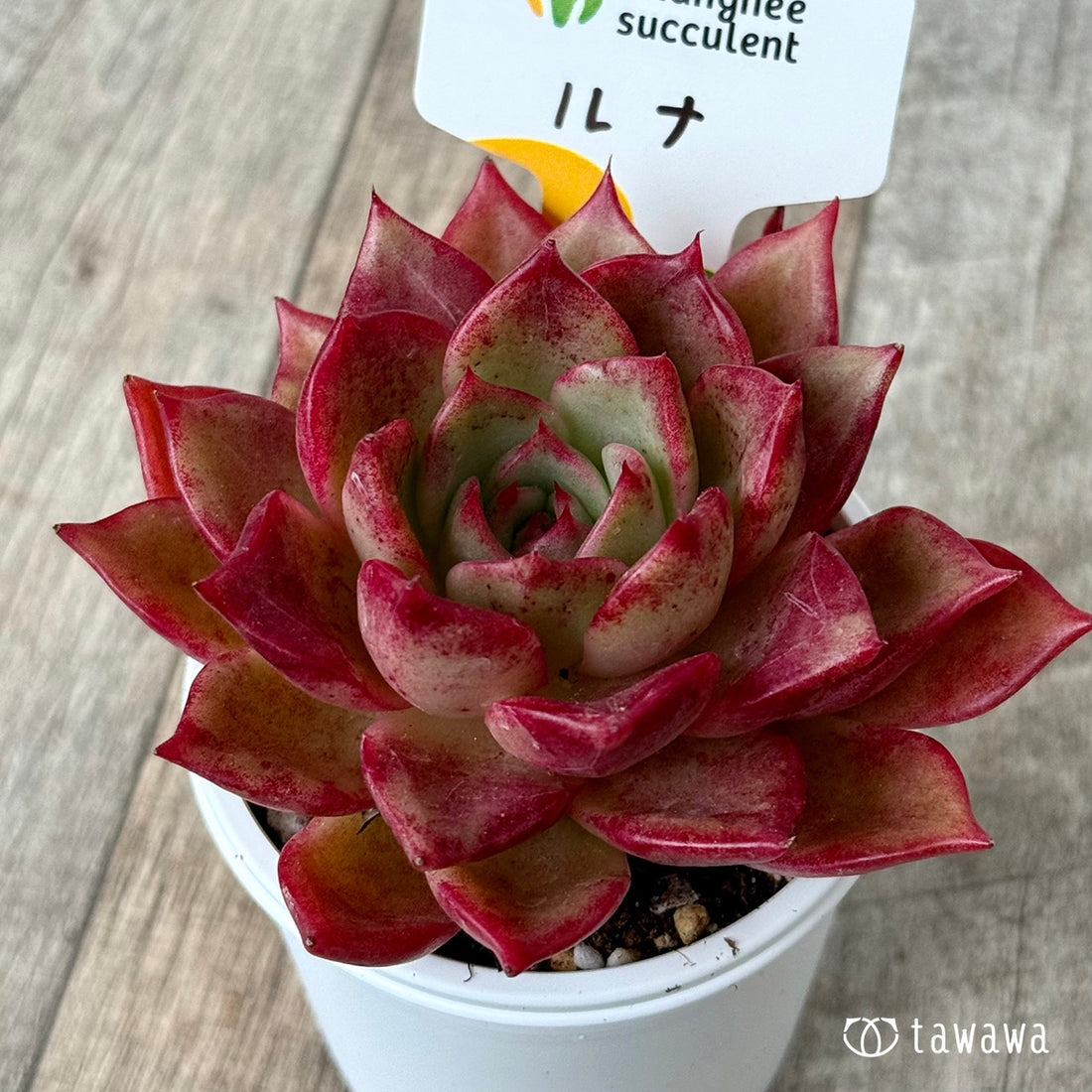 New Arrivals: Ice Green