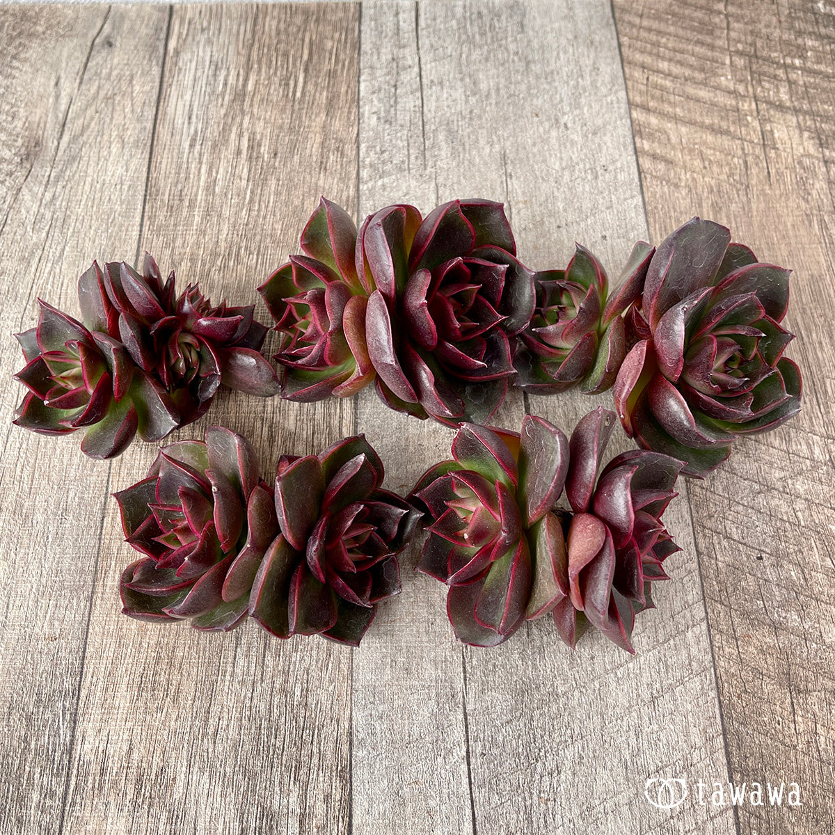 ロンギシマ × ブラックローズ sp【多頭】（チャンヒー農園苗） – 多肉