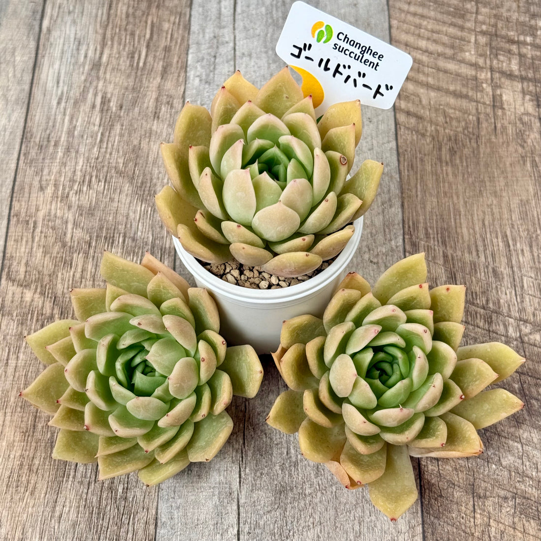 ゴールドバード (チャンヒー農園苗)