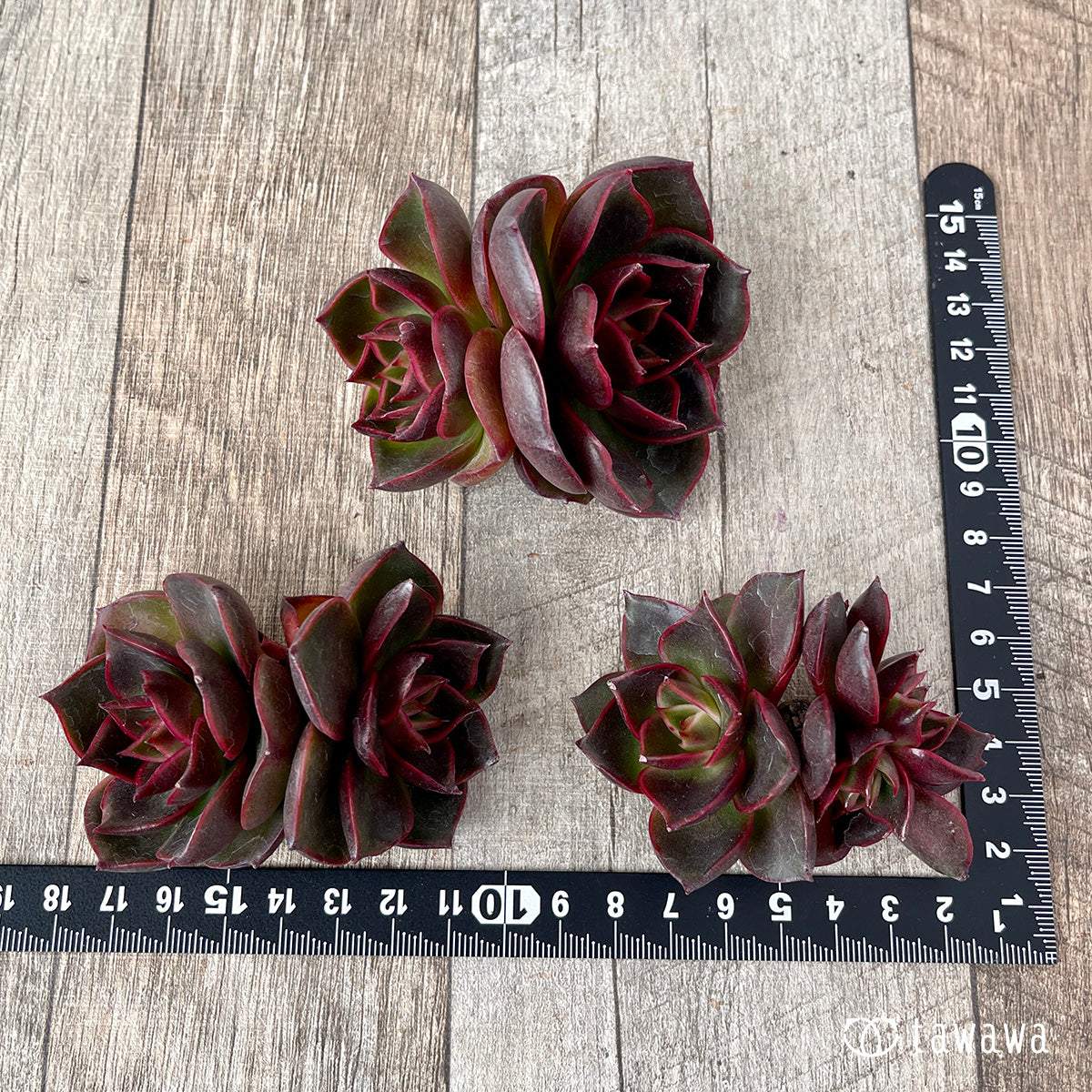 多肉植物 ブラックローズ 6個 新入荷＊ ロンギシマ × ブラックローズ sp【多頭】（チャンヒー農園苗