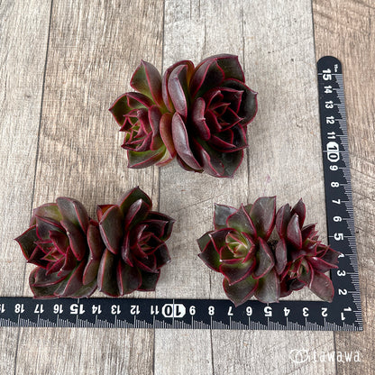 ＊新入荷＊　ロンギシマ × ブラックローズ sp【多頭】（チャンヒー農園苗）