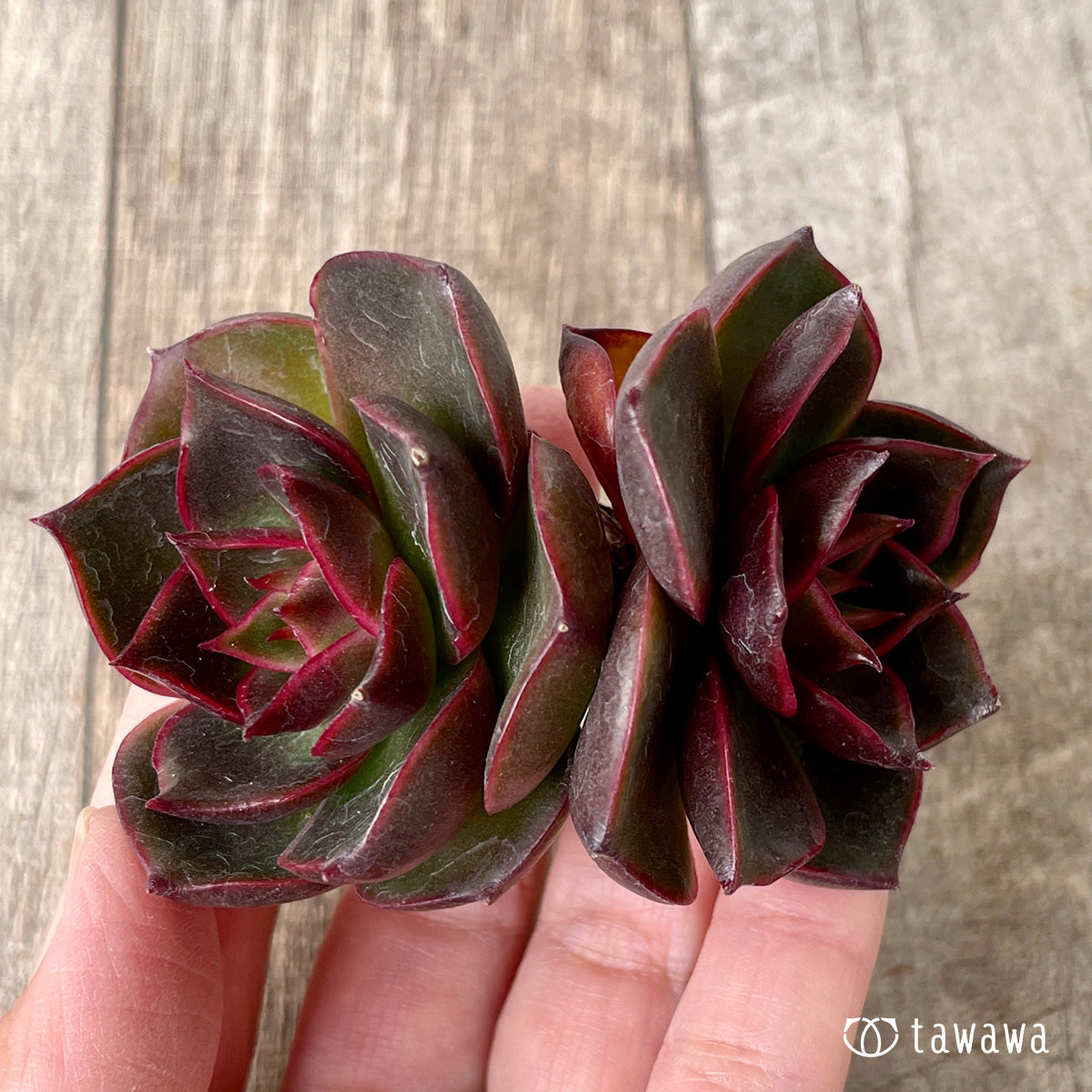 ＊新入荷＊　ロンギシマ × ブラックローズ sp【多頭】（チャンヒー農園苗）