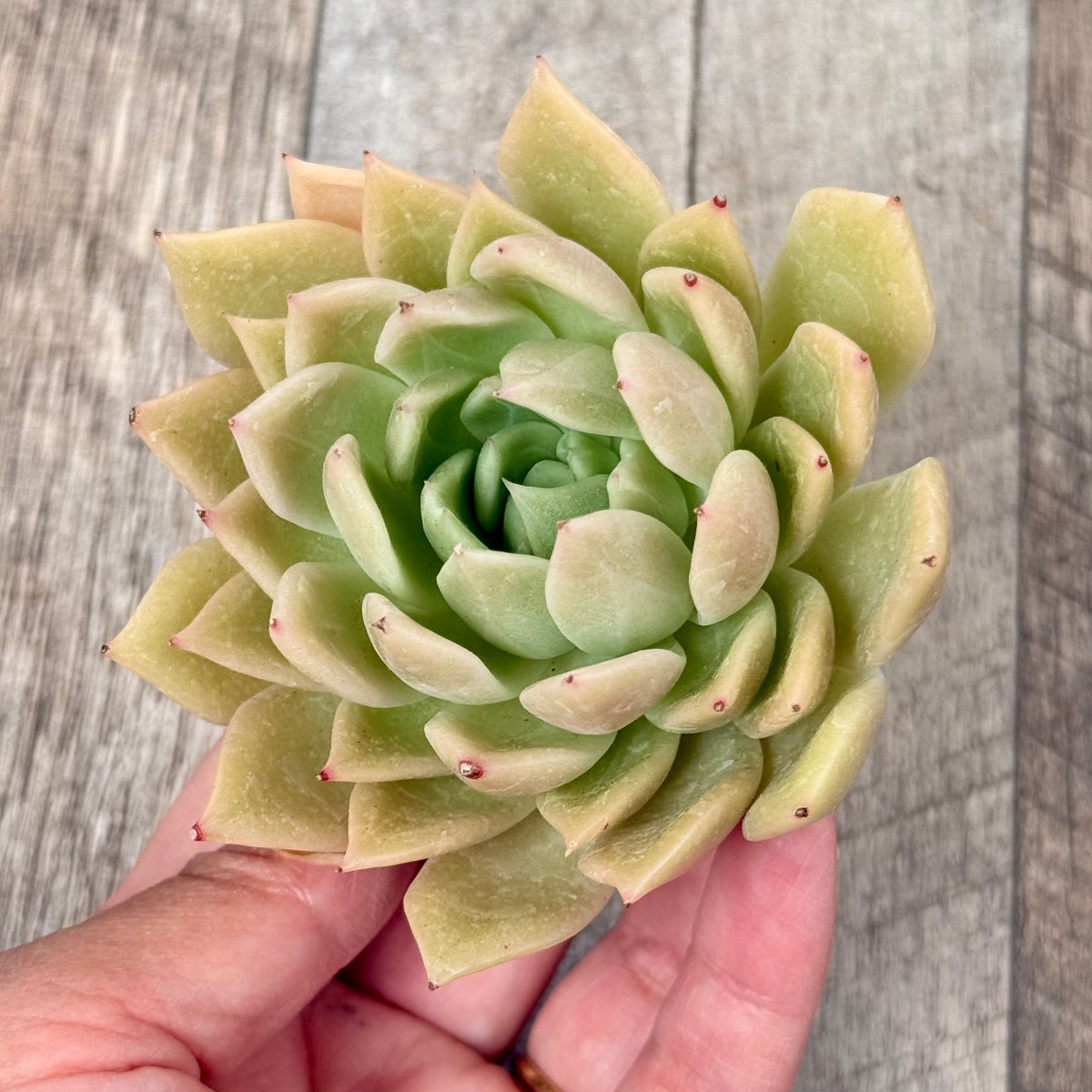 Gold Bird (Changhee Farm Seedlings)